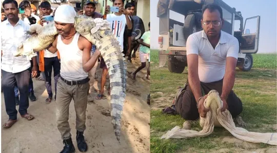 Hamirpur crocodile caught