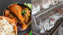 chicken Rs 39000 Chhattisgarh farmer