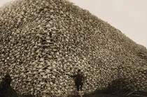hitory of bison hunting in america by colonial powers and disturbing native americans