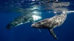 Humpback Whales