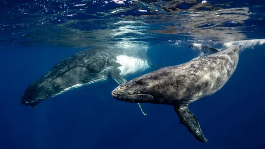 Humpback Whales