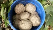 west bengal crude bomb led to 565 children killed or injured in the last three decades 