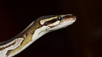 A python weighing one and a half quintal JCB had to be called to lift it. Bijnor