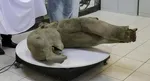 Russian scientists found remains  50000 year old baby mammoth