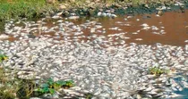 Pune Fish Death