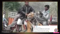 bihar elephant tiger viral video fact check