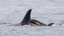 Whale Carries Dead Baby For 1000 Mile Killer Whale Orca Mother Emotional Story