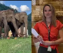 thailand The elephant Aattack on girl who was having fun was killed
