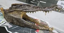Crocodile Head Seized Delhi airport