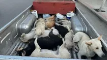 2030 FIFA World Cup host Morocco faces outrage over mass dog killings