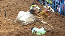 Jallikattu events leave seven dead hundreds injured in Tamil Nadu