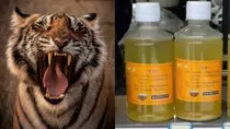 Chinese zoo sells tiger urine
