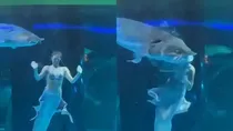 Mermaid Performer Attacked by Fish