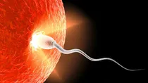 Low Sperm Count Causes In Men How To Treat It