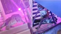Uttar Pradesh Capital Lucknow Leopard Entered in Wedding Baraat Was Stunned, 