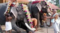 kerala three killed two elephant ran amok temple festival