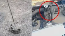 Madhya Pradesh seoni Opened the Dicky of a scooter poisonous Russell Viper snake came out.