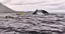 Whale swallows man with boat in Chile video goes viral