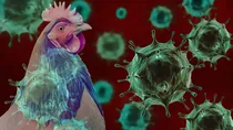 New strain of bird flu is spreading know everything about it