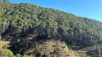 Uttarakhand Forest Fund