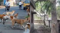 kanpur name of black magic 10 dogs killed