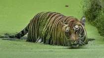 Tiger Lurking In Lucknow, 11 Villages Are Affected, PAC Deployed