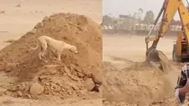 JCB Driver Buries 6 Puppies Alive