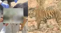 madhya pradesh dog fights tiger to save owner sacrifices life no scratch on owner