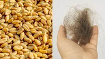 what happens if you eat toxic wheat