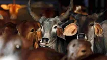 haryana mob lynching one victim dead after cow vigilante beat two men
