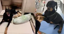 china woman spends 19 lakh to clone dead dog