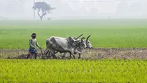 Maharashtra Government Acknowledged Alarming rate of Farmer Suicide, Eight Farmers Did Suicide Every Month in Last 56 months