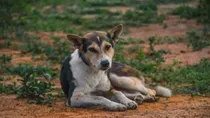 Pet Dog Shot Dead for Barking