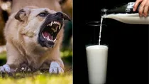 woman dies of rabies after drinking milk from infected cow
