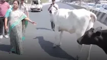 CM rekha gupta delhi unauthorised dairy cow