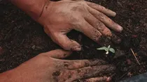 US Farmers Using Human Urine as Fertilizer—Vermont