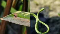 Rare Long-Snouted Vine Snake Spotted in Dudhwa Tiger Reserve