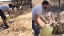 MP Cheetah Viral Video