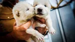 science miracle dire wolves return after 12000 years