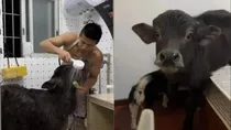 man thrown out from rented house for pet buffalo inside the flat