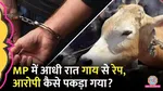 Two Men Arrested for Allegedly Sexually Abusing Cows in Madhya Pradesh