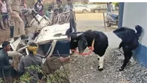 Car Carrying Goat for Sacrifice Falls into River