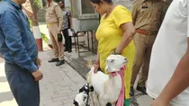 Kanpur lamb goat dispute Police resolved the ownership conflict uttar pradesh 
