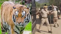 ranthambore tiger abducts 8 year old boy from ganesh temple route sawai madhopur