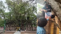 Mahabodhi Tree