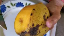 mangoes artificially ripened by chemicals are  being sold, find how to spot them 