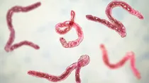 how worms enter human body its causes symptoms prevention and treatment