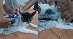 cat caught smuggling drugs inside costa rica prison pococi