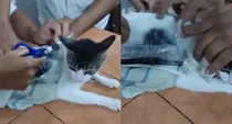 cat caught smuggling drugs inside costa rica prison pococi
