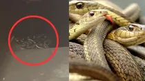 maharajganj huge collection of snakes on basement